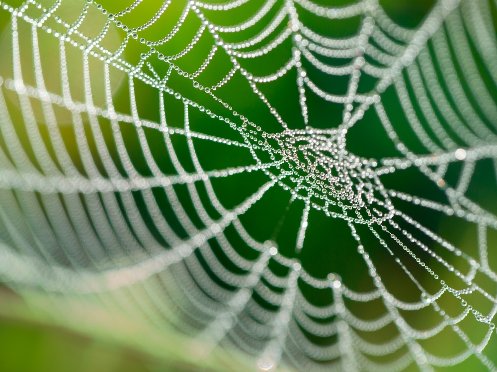 sonhar com teia de aranha