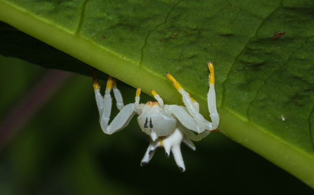 sonhar com aranha branca