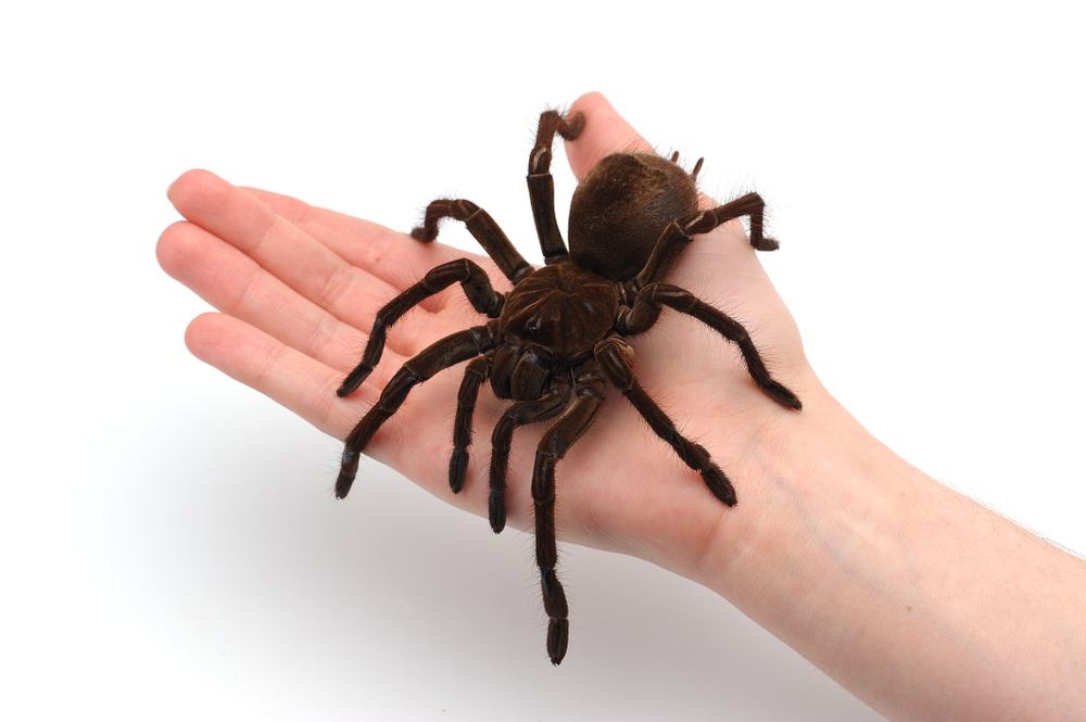 Sonhos Significado: sonhar com Aranha