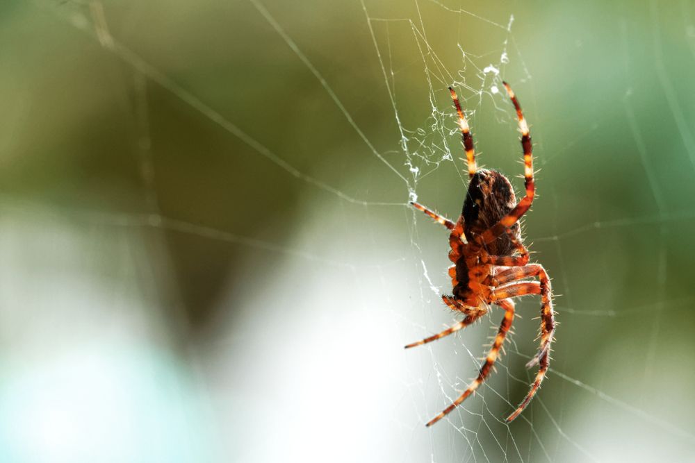 sonhar com aranha