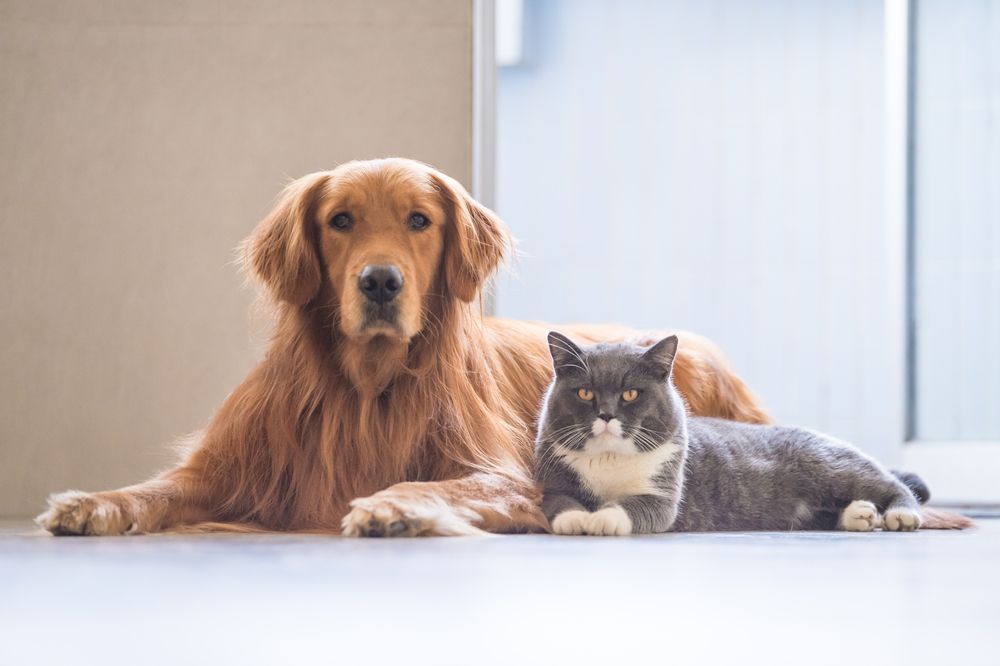 sonhar com cachorro e gato