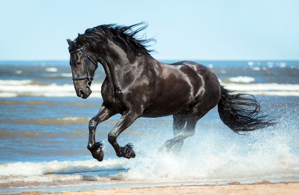 sonhar com cavalo correndo