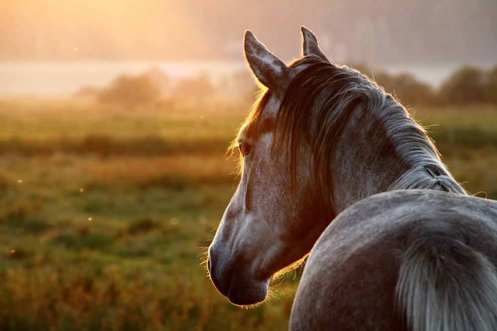 sonhar com cavalo