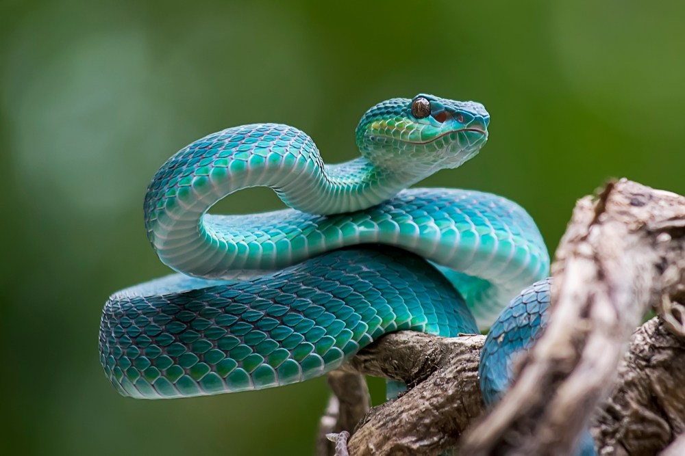 sonhar com cobra verde