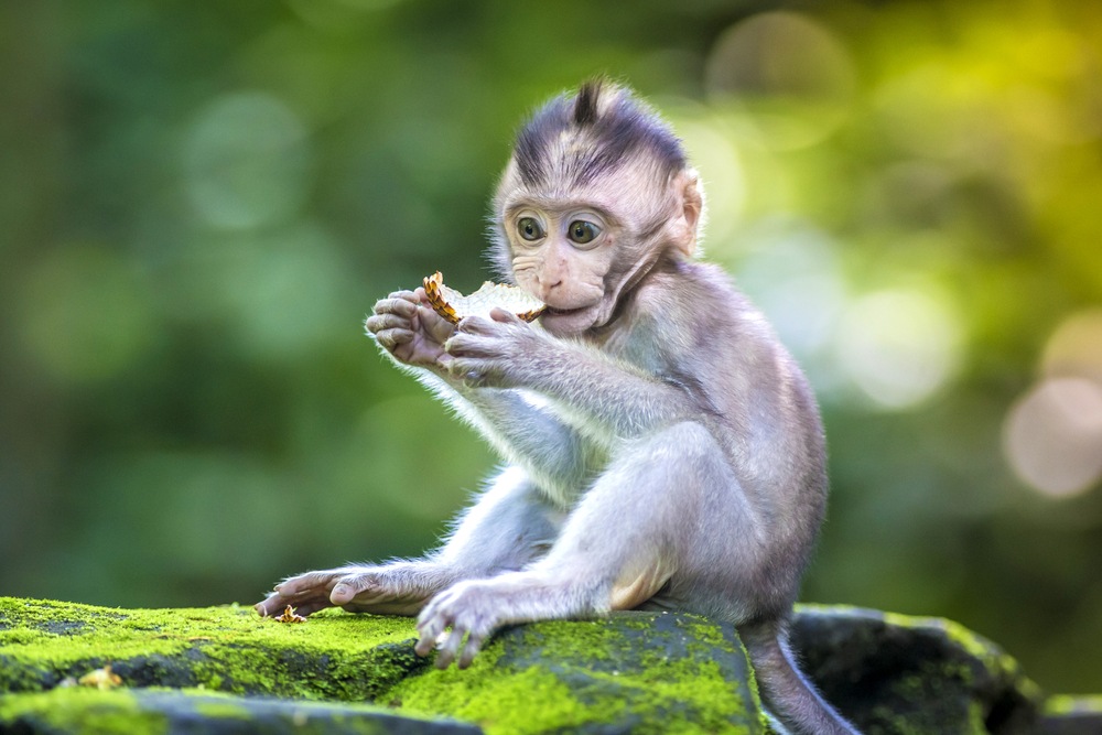 sonhar com filhote de macaco