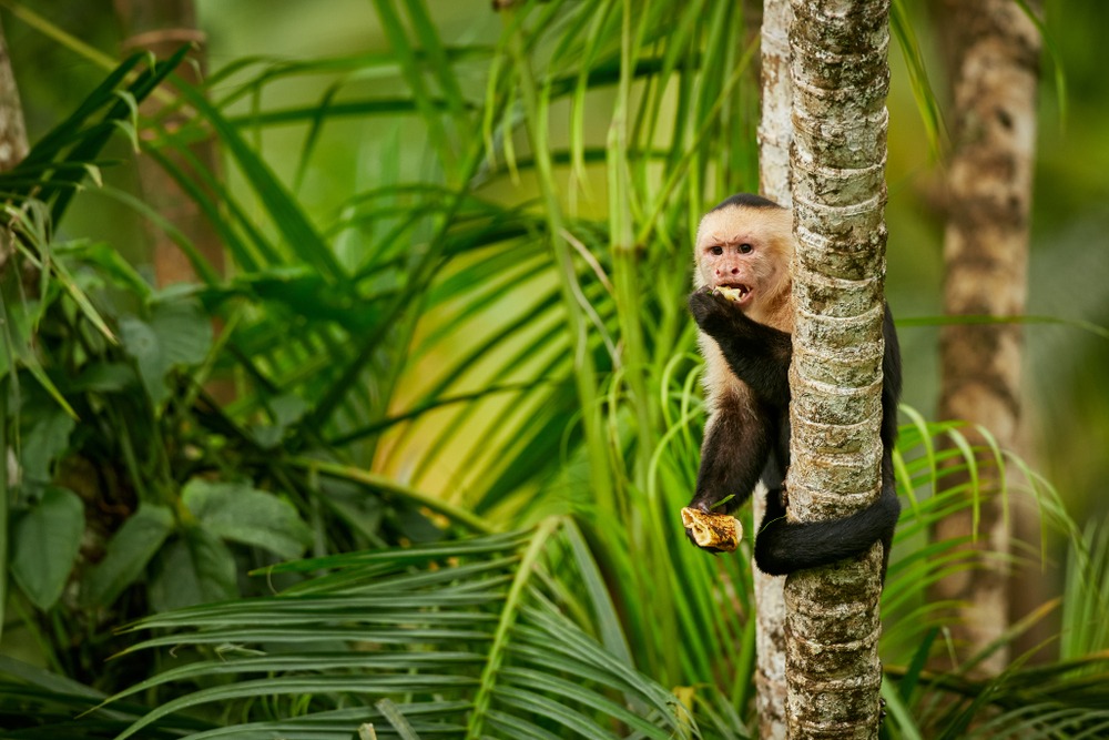 sonhar com macaco pendurado