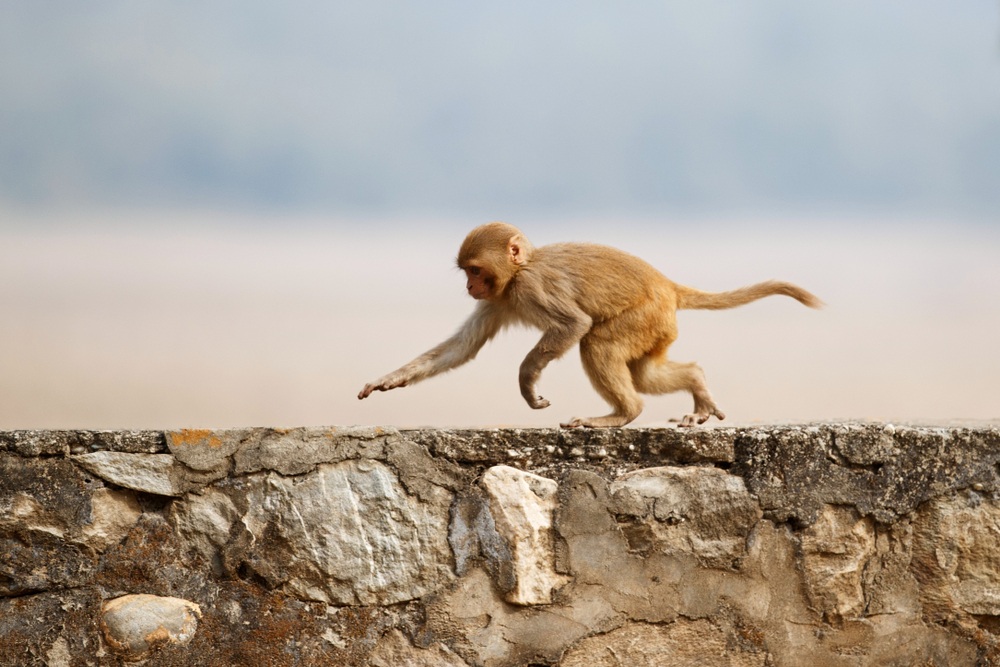 sonhar com macaco correndo