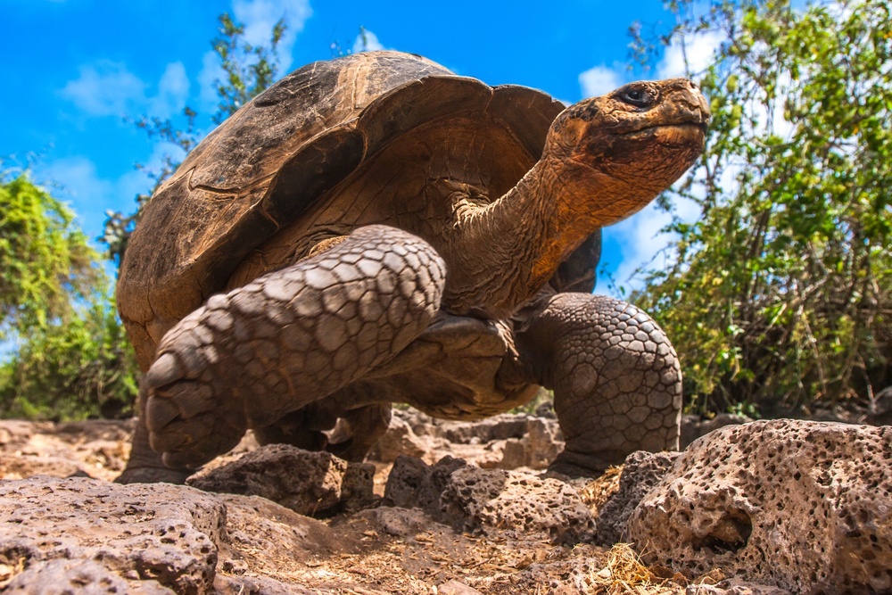 sonhar com tartaruga gigante