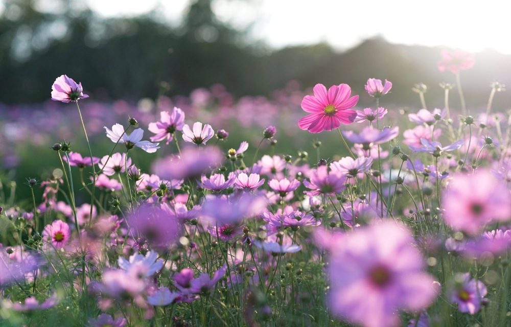 sonhar com flores