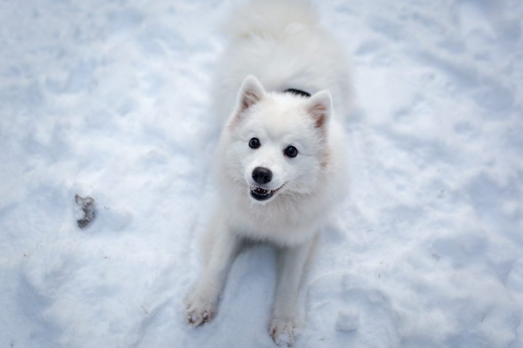 O que significa sonhar com cachorro branco?