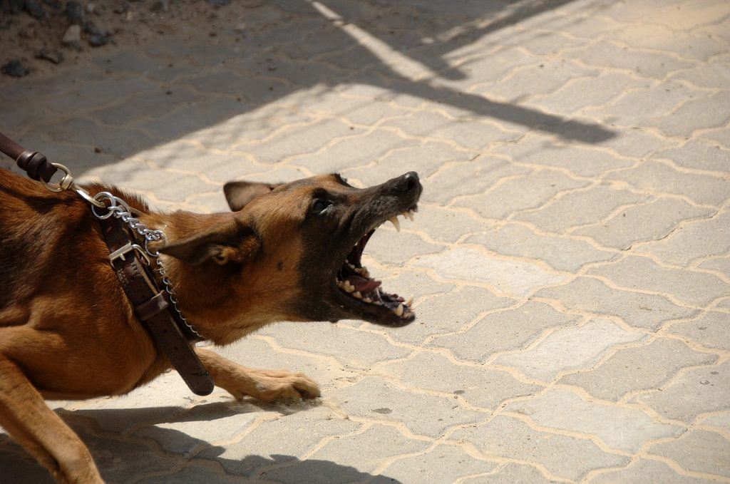 O que significa sonhar com cachorro bravo?