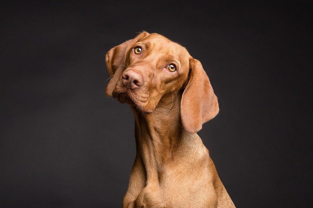 O que significa sonhar com cachorro marrom?