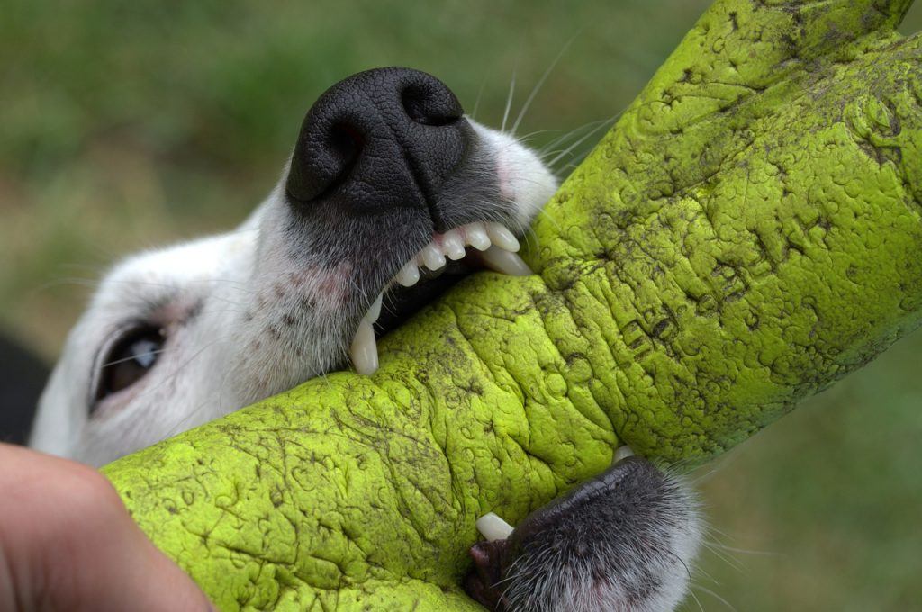 O que significa sonhar com cachorro mordendo?