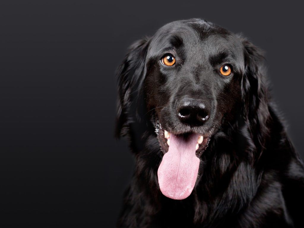 O que significa sonhar com cachorro preto?