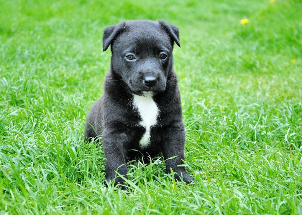 O que significa sonhar com filhote de cachorro?