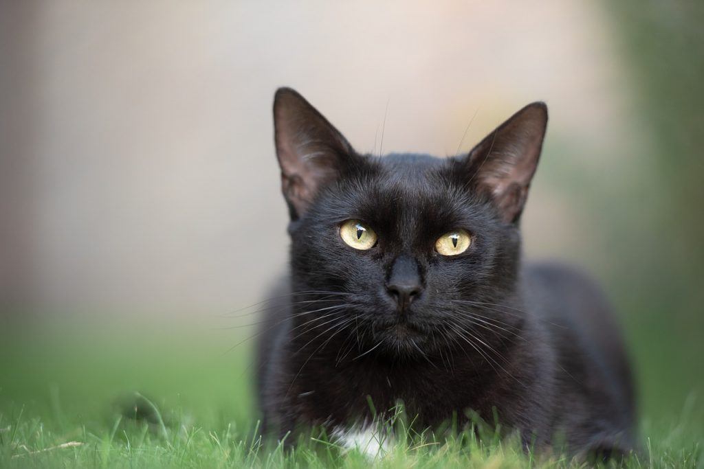 O que significa sonhar com gato preto?