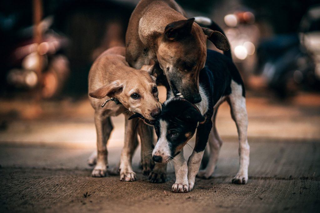 O que significa sonhar com muitos cachorros?