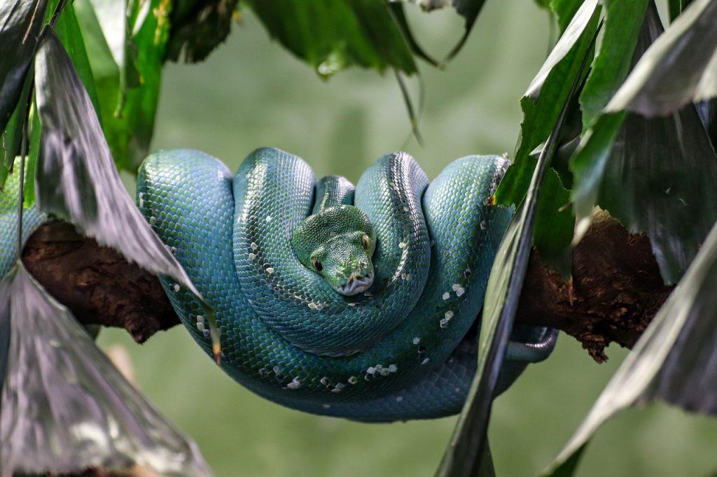 O que significa sonhar com cobra azul?