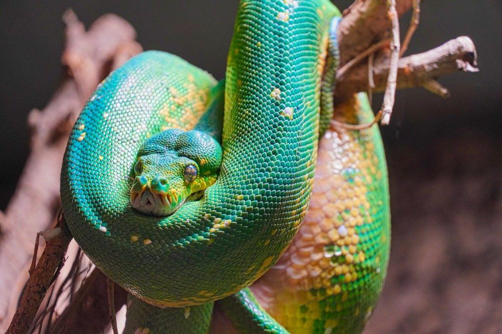 O que significa sonhar com cobra colorida?