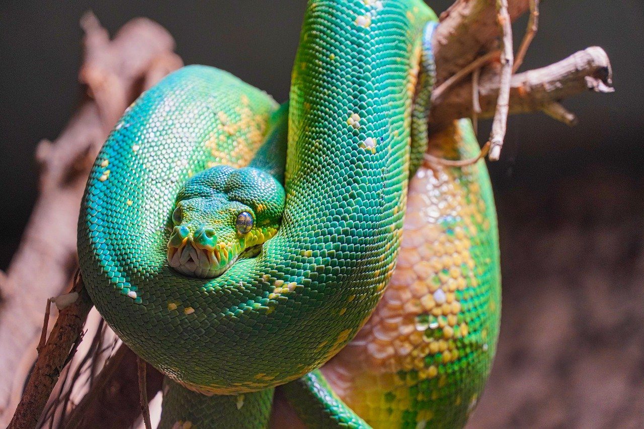 Sonhar com cobra colorida: o que isso significa? Veja aqui! - Significado  dos Sonhos e Signos