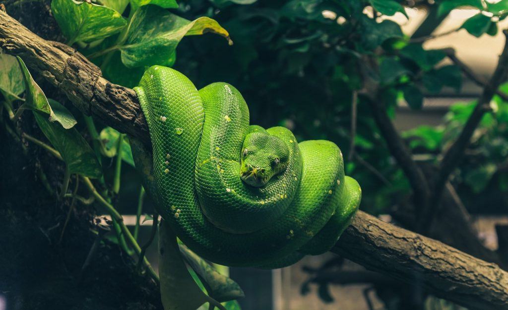 O que significa sonhar com cobra enrolada?