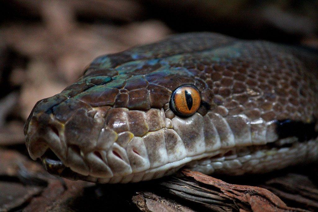 O que significa sonhar com cobra grande?