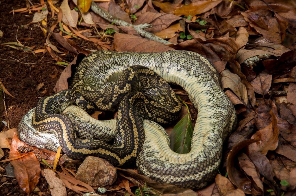 O que significa sonhar com cobra morta?