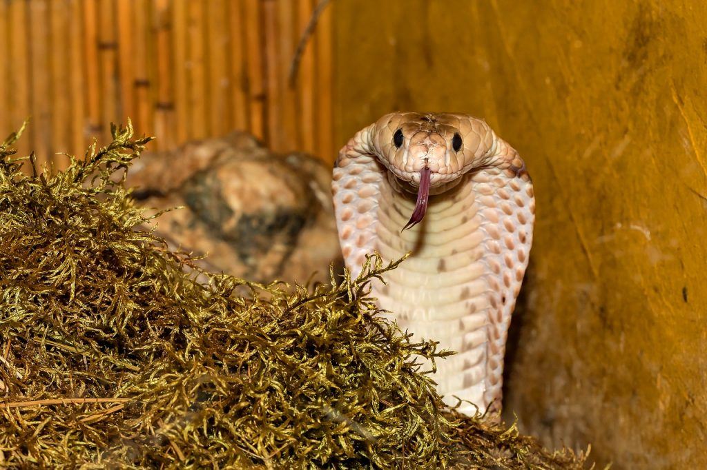 O que significa sonhar com cobra naja?