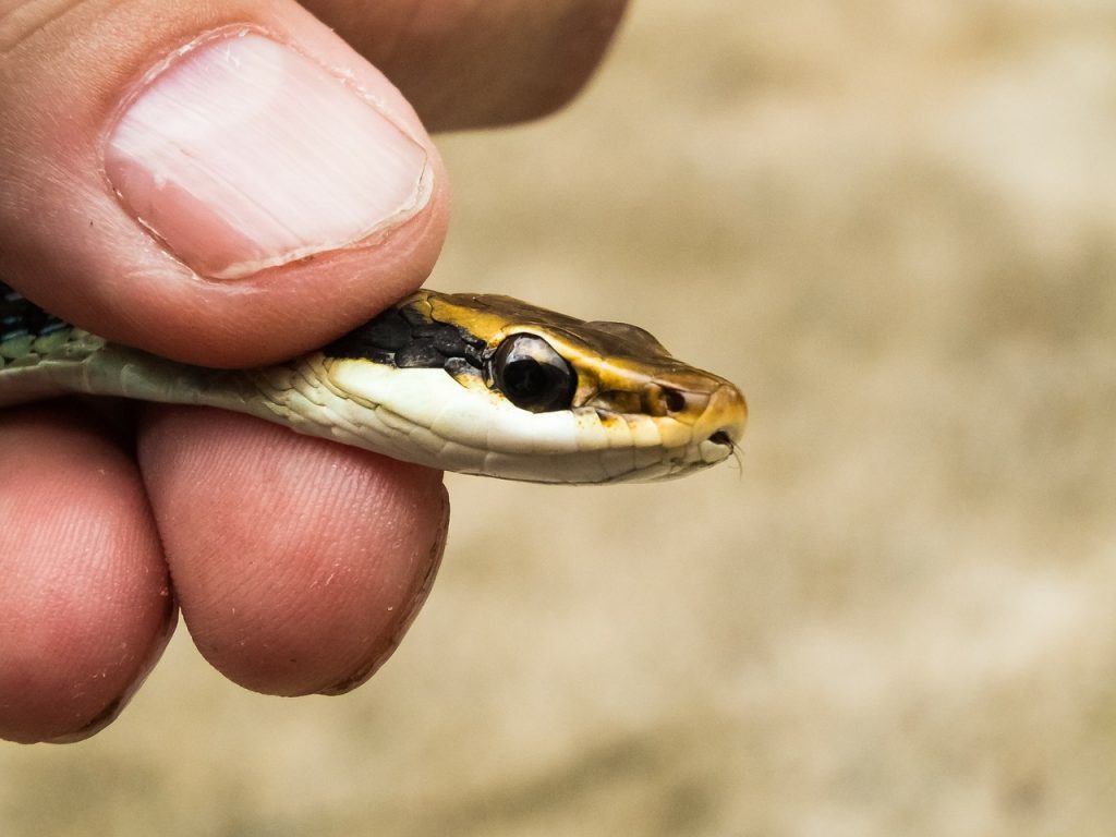 O que significa sonhar com cobra pequena?