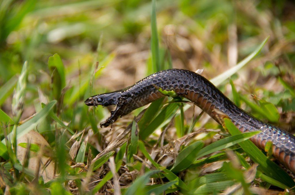 O que significa sonhar com cobra picando?