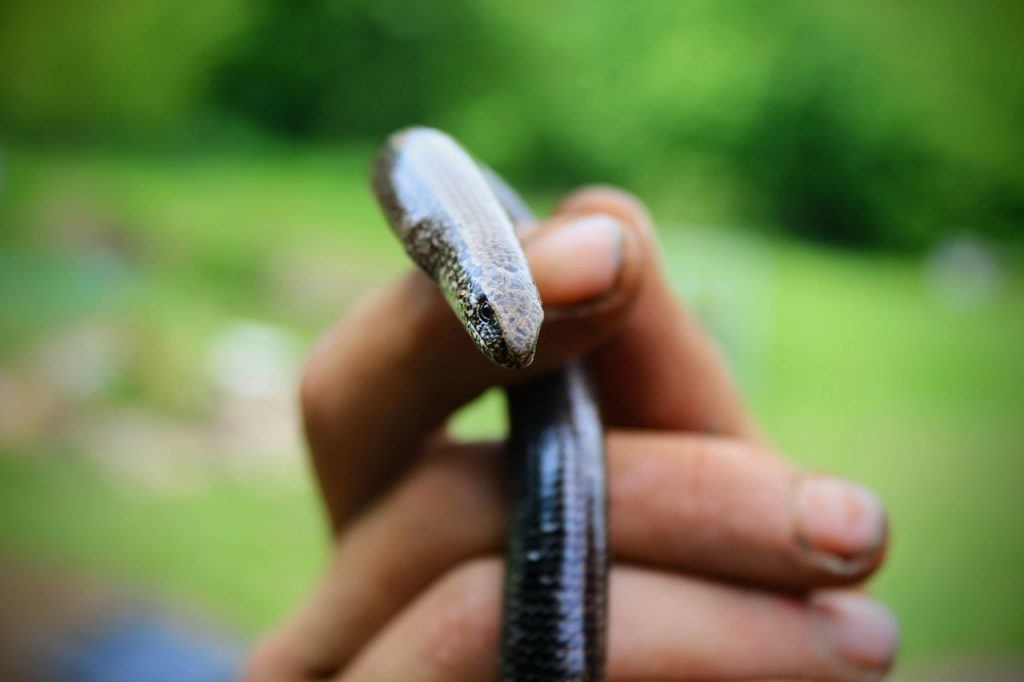 O que significa sonhar que matou uma cobra?