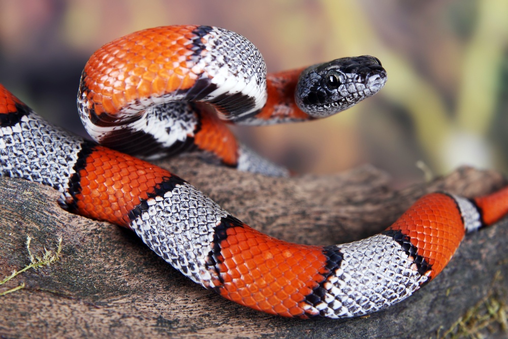 O que significa sonhar com cobra coral?