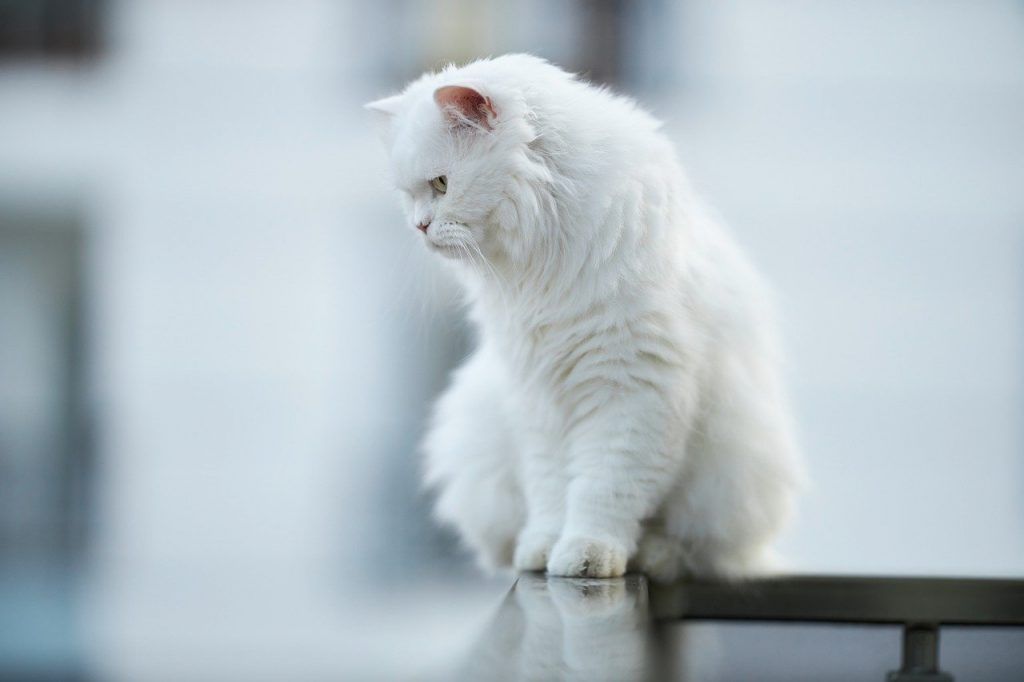 O que significa sonhar com gato branco?