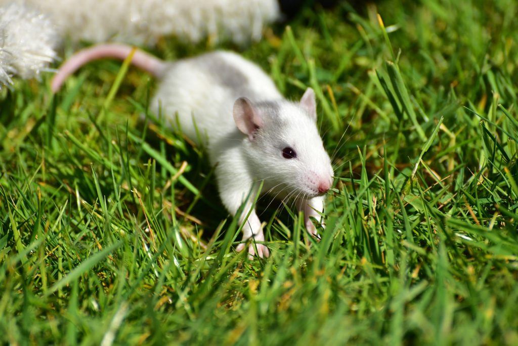 O que significa sonhar com rato correndo?