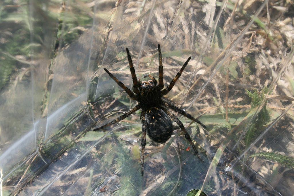 Sonhos Significado: sonhar com Aranha