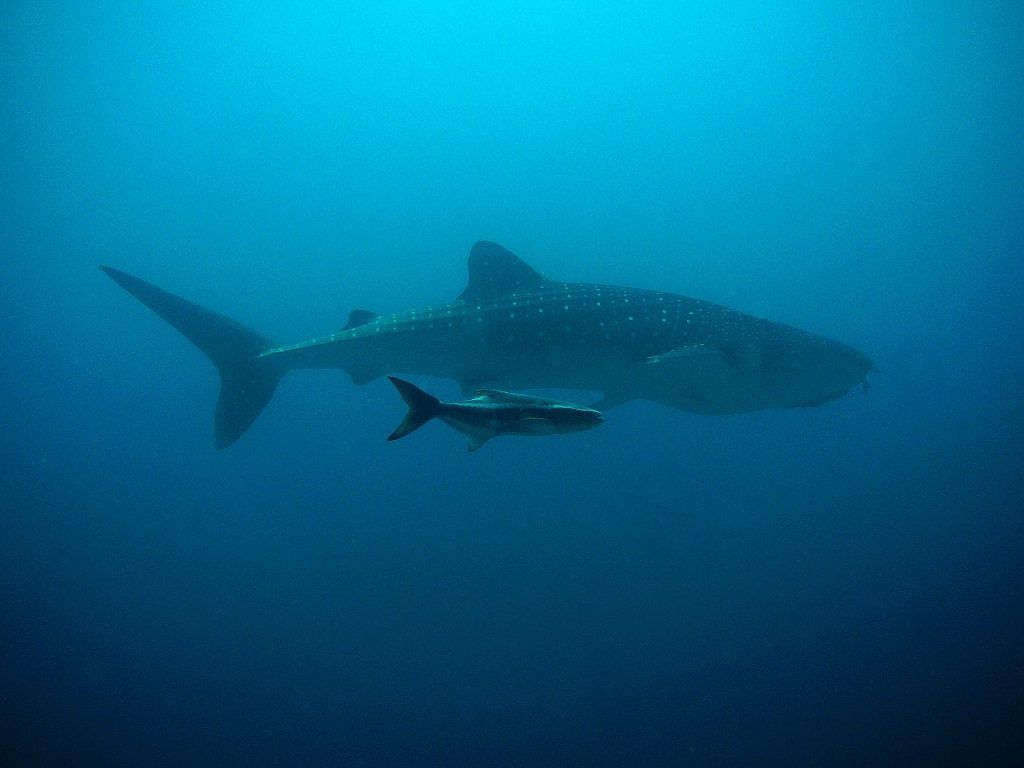 O que significa sonhar com peixe grande?