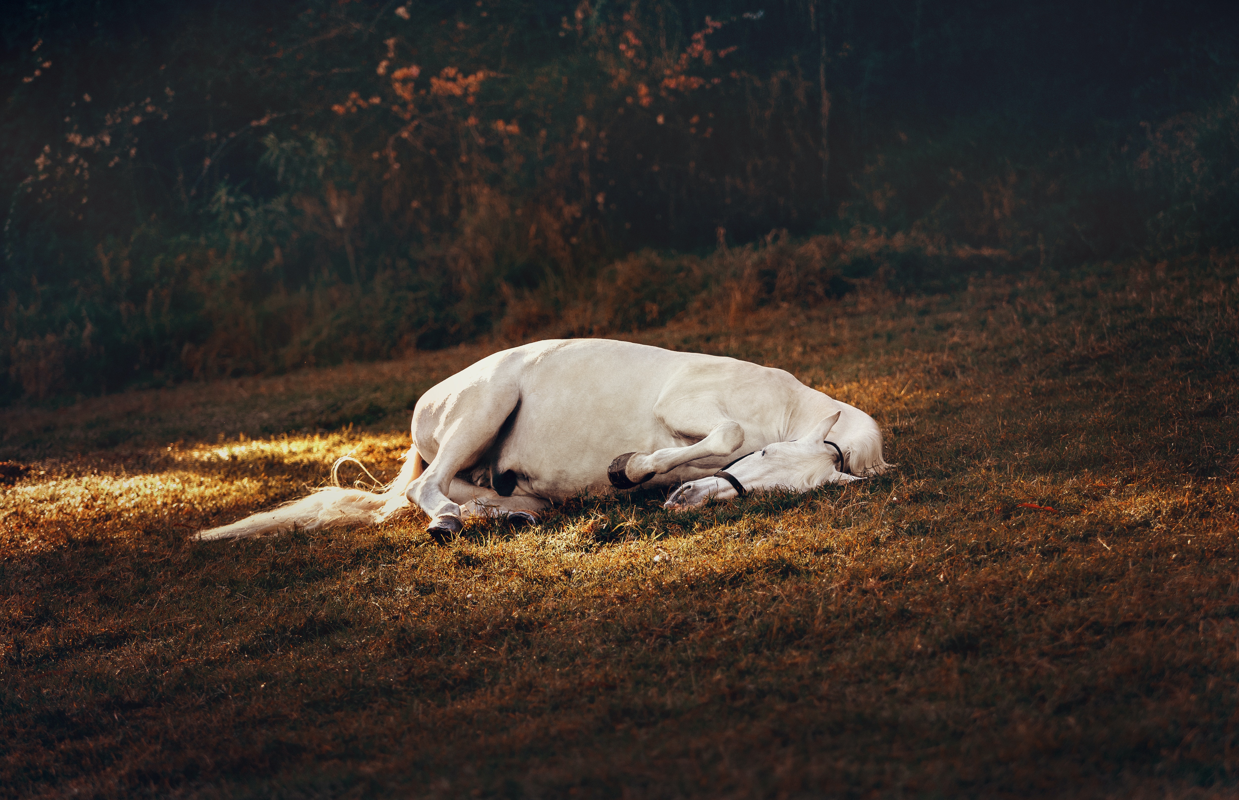 O que significa sonhar com cavalo morto? - Sonhar com - Significado dos  Sonhos
