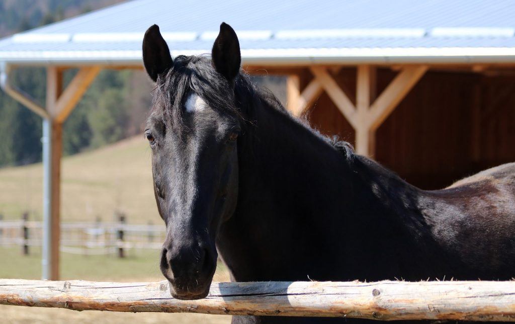 O que significa sonhar com cavalo morto? - Sonhar com - Significado dos  Sonhos